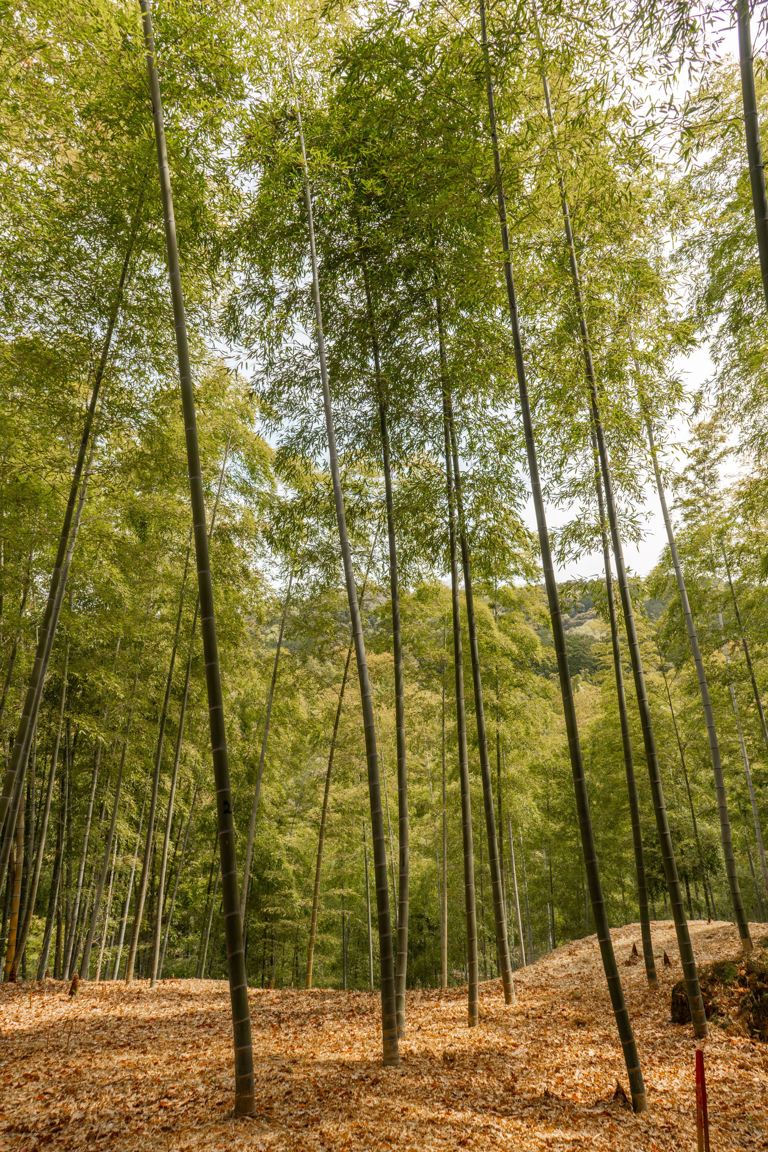 The “Secret” Bamboo Trail at Fushimi Inari Taisha: A Tourist The “Secret” Bamboo Trail at Fushimi Inari Taisha: A Tourist
